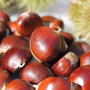 Esskastanien - Maronen Esskastanien - Maronen